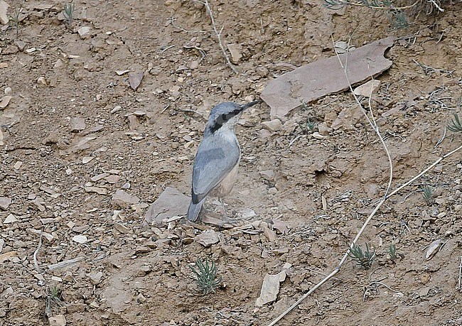 Eastern Rock Nuthatch (Sitta tephronota) in Armenia stock-image by Agami/Eduard Sangster,
