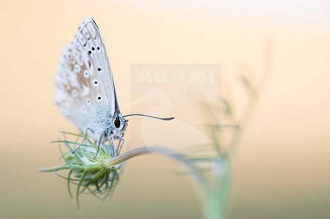 Lysandra bellargus - Adonis Blue  - Himmelblauer Bläuling, Germany, imago stock-image by Agami/Ralph Martin,