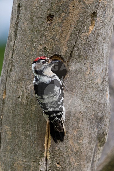 Lesser Spotted Woodpecker (Dryobates minor buturlini), adult male at the entrance of the nest, Campania, Italy stock-image by Agami/Saverio Gatto,