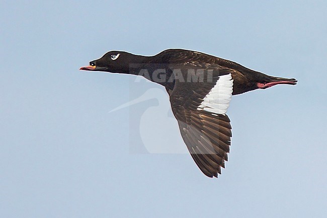 White-winged Scoter (Melanitta fusca) flying over the Hudson's Bay in Churchill, Manitoba Canada. stock-image by Agami/Glenn Bartley,