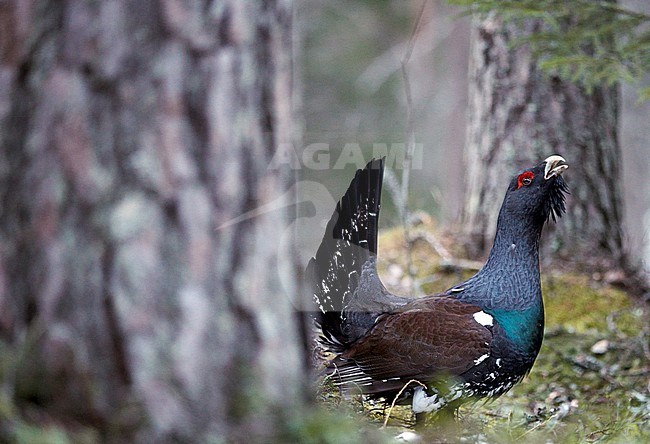 Mannetje Auerhoen roepend, Male Western Capercaillie calling stock-image by Agami/Markus Varesvuo,