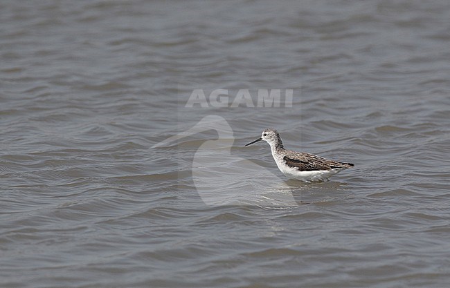 Marsh Sandpiper (Tringa stagnatilis) in (presumed) first summer plumage standing in shallow water at Pak Thale, Thailand. stock-image by Agami/Helge Sorensen,