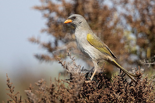 Pampa Finch (Embernagra platensis gossei) at Mendoza, Argentina. stock-image by Agami/Tom Friedel,
