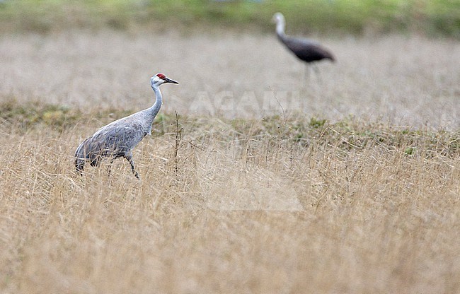Vagrant Sandhill Crane (Grus canadensis) in Japan. Hooded Crane in the background. stock-image by Agami/Marc Guyt,