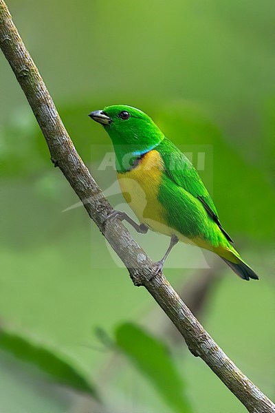 Male Blue-crowned Chlorophonia (Chlorophonia occipitalis) perched on a branch in a montane rainforest in Guatemala. stock-image by Agami/Dubi Shapiro,