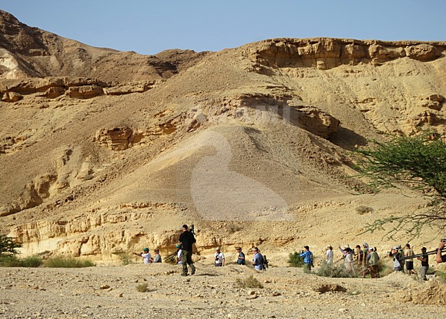 Vogelaars in een wadi ten noorden van Eilat Israel; Birdwatchers in a wadi north of Eilat Israel stock-image by Agami/Marc Guyt,