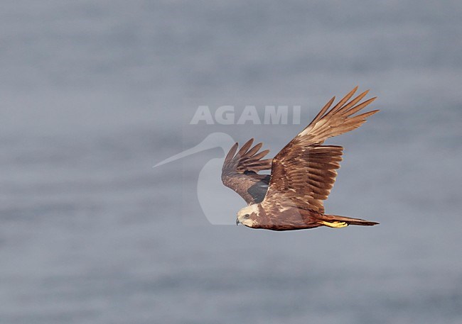 Vrouwtje Bruine kiekendief in de vlucht; Female Western Marsh Harrier in flight stock-image by Agami/Markus Varesvuo,