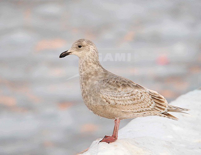 First-winter Slaty-backed Gull (Larus schistisagus) wintering in harbour of Rauso Hokkaido in Japan. stock-image by Agami/Dani Lopez-Velasco,