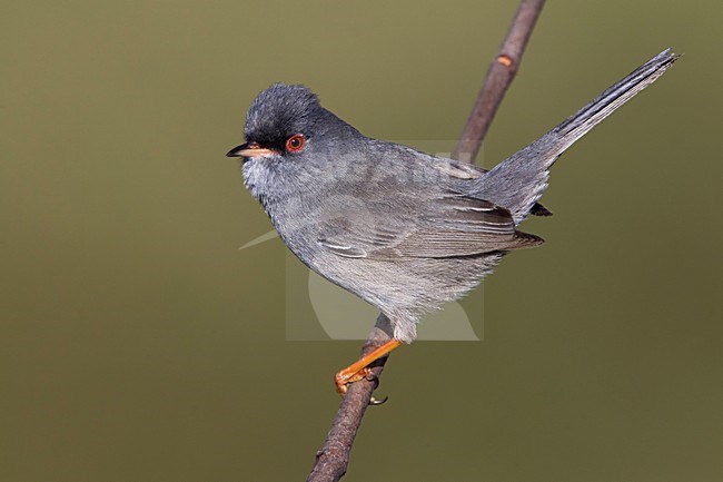 Sardijnse Grasmus; Marmora's Warbler; Sylvia sarda stock-image by Agami/Daniele Occhiato,