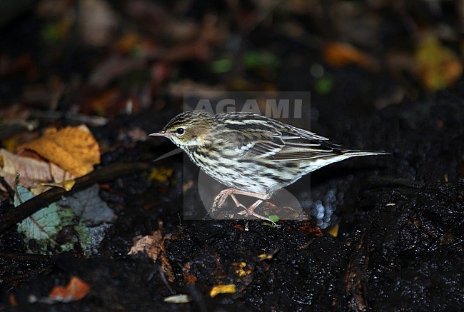 Vagrant Pechora Pipit (Anthus gustavi) during early October on Ouessant Island in France. Walking on the ground. stock-image by Agami/Aurélien Audevard,