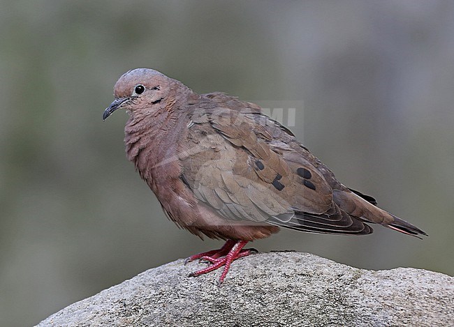 Eared Dove (Zenaida auriculata) at Medellin, Colombia. stock-image by Agami/Tom Friedel,
