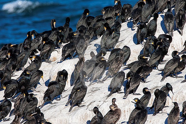 Group of Cape Cormorants (Phalacrocorax capensis) resting and preening on a big rock at the coast in South Africa. stock-image by Agami/Marc Guyt,