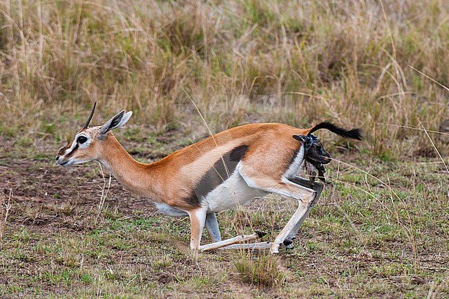 A Thomson's gazelle, Gazella thomsonii, giving birth. Masai Mara National Reserve, Kenya. stock-image by Agami/Sergio Pitamitz,