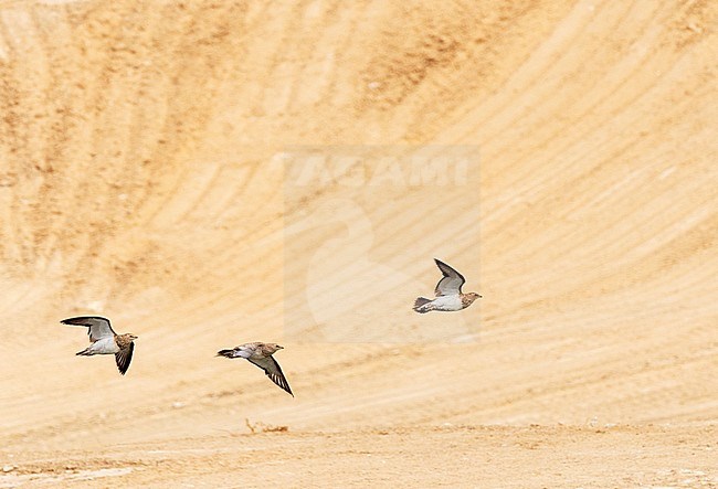 Three juvenile Pin-tailed Sandgrouses (Pterocles alchata) landing at drinking site in the Negev Desert in Israel. juvenile birds of this species are seldom seen and photographed. stock-image by Agami/Yoav Perlman,
