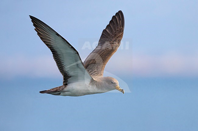 Vliegende Scopoli's Pijlstormvogel; Scopoli's Shearwater in flight stock-image by Agami/Daniele Occhiato,