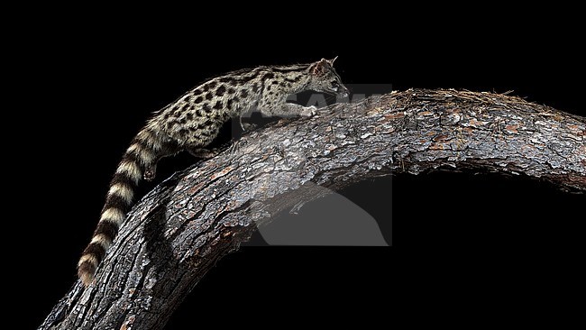 Male Common Genet sitting on a trunk in Cala Salada, San Antoni de Portimany, Ibiza, Spain. July 13, 2018. stock-image by Agami/Vincent Legrand,