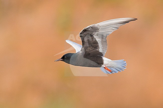 White-winged Tern (Chlidonias leucopterus), adult standing in the water stock-image by Agami/Saverio Gatto,