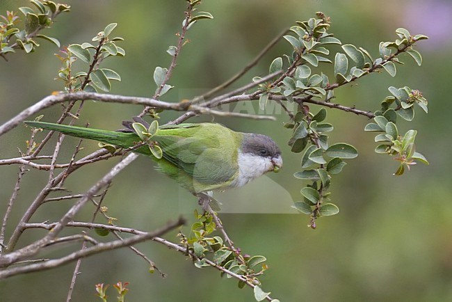 Aymaraparkiet, Grey-hooded Parakeet stock-image by Agami/Dubi Shapiro,
