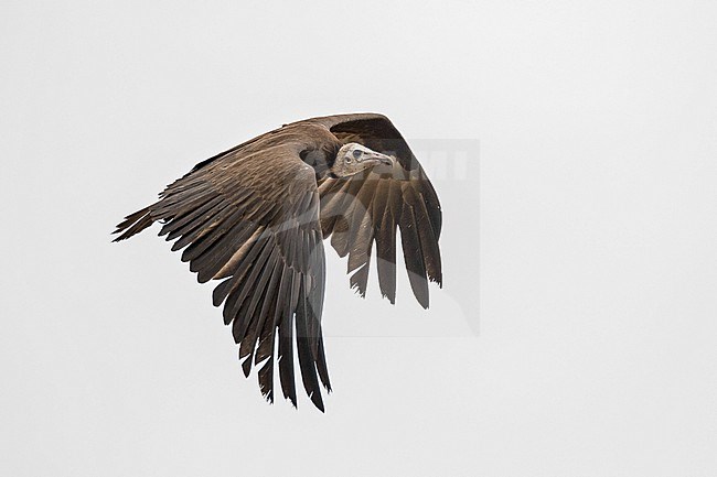 Hooded Vulture, Necrosyrtes monachus,  in Camaroon. stock-image by Agami/Pete Morris,