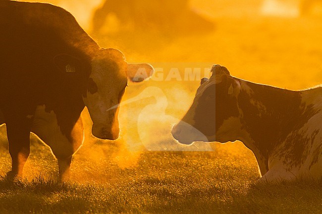Koeien in een weiland; Domestic cows in a meadow stock-image by Agami/Menno van Duijn,