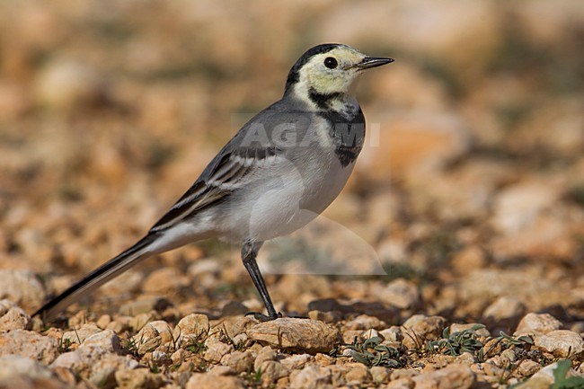 Witte Kwikstaart; White Wagtail; Motacilla alba stock-image by Agami/Daniele Occhiato,