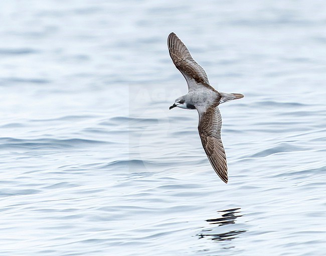 Masatierra Petrel (Pterodroma defilippiana) at sea off Chile. Also known as De Filippi's petrel. stock-image by Agami/Dani Lopez-Velasco,