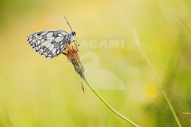 Dambordje, Marbled White, Melanargia galathea stock-image by Agami/Wil Leurs,