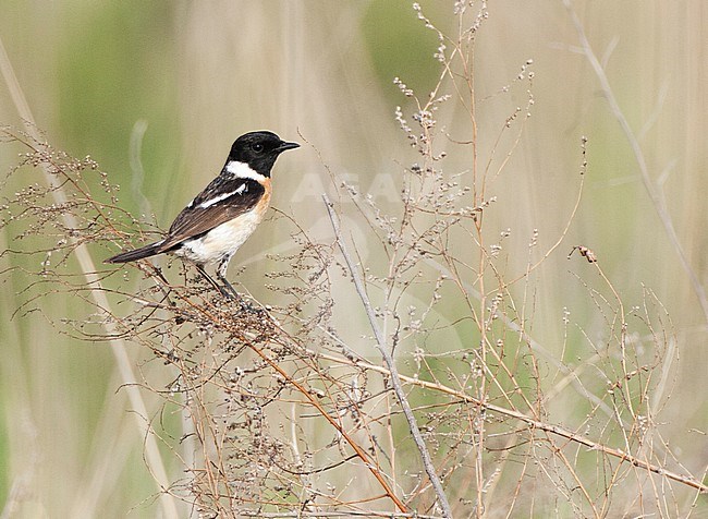 Doortrekkende Stejnegers Roodborsttapuit aan de oostkust van China; Migrant Stejneger's Stonechat (Saxicola stejnegeri) during migration on the east coast of China stock-image by Agami/Marc Guyt,