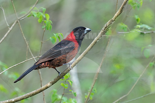 Adult male
Nuevo Leon, Mexico
May 2022 stock-image by Agami/Brian E Small,