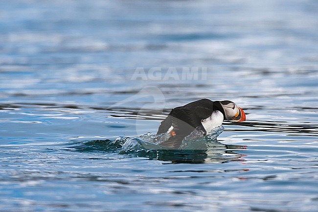 An Atlantic puffin, Fratercula arctica, running across the water to take flight. Spitsbergen, Svalbard, Norway stock-image by Agami/Sergio Pitamitz,