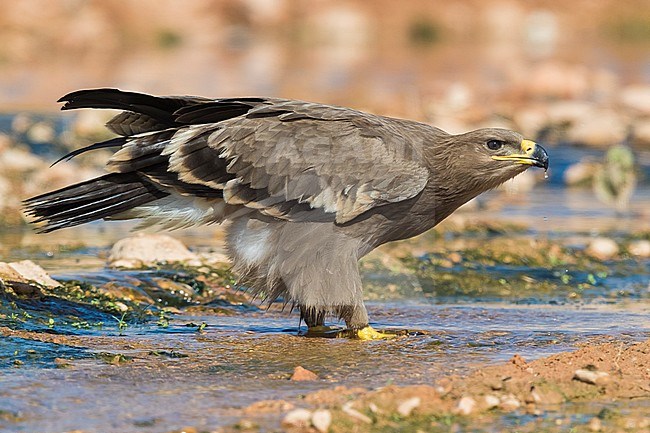 Steppe Eagle (Aquila nipalensis orientalis), juvenile drinking in a creek stock-image by Agami/Saverio Gatto,
