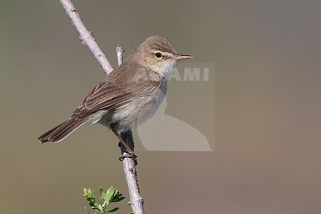 Sykes Spotvogel, Sykes Warbler, Hippolais rama stock-image by Agami/Daniele Occhiato,