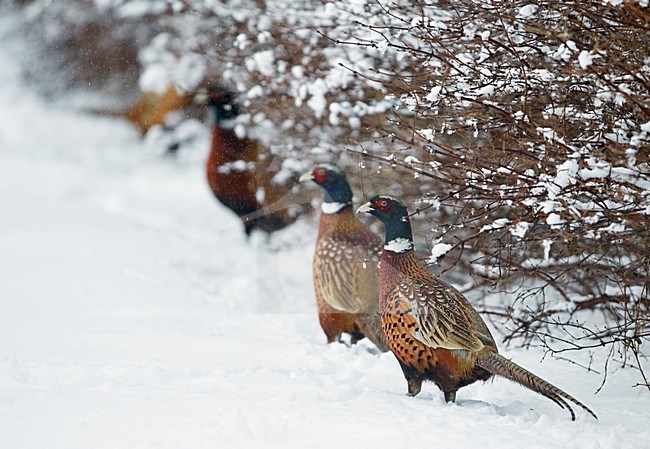 Mannetje Fazant, Common Pheasant male stock-image by Agami/Markus Varesvuo,