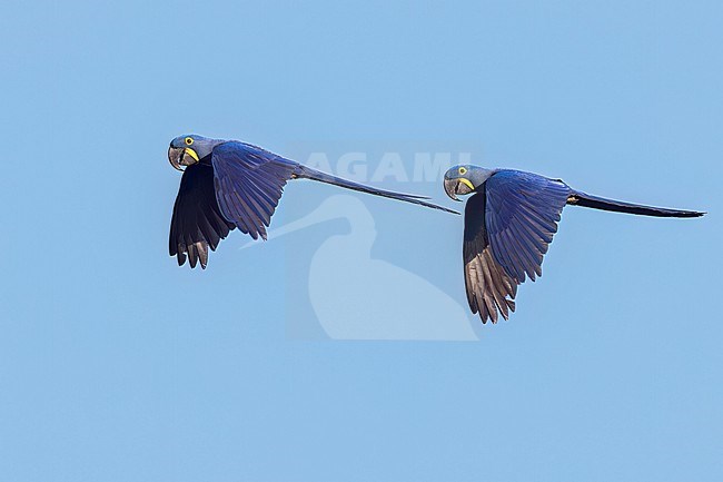 Hyacinth Macaw (Anodorhynchus hyacinthinus) perched on a branch in the Pantanal of Brazil. stock-image by Agami/Glenn Bartley,