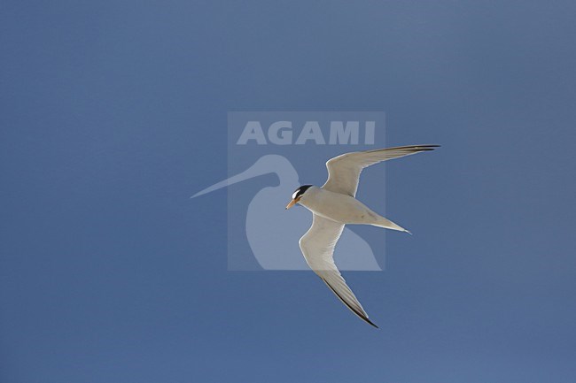 Volwassen Dwergstern in vlucht, Adult Little Tern in flight stock-image by Agami/Chris van Rijswijk,