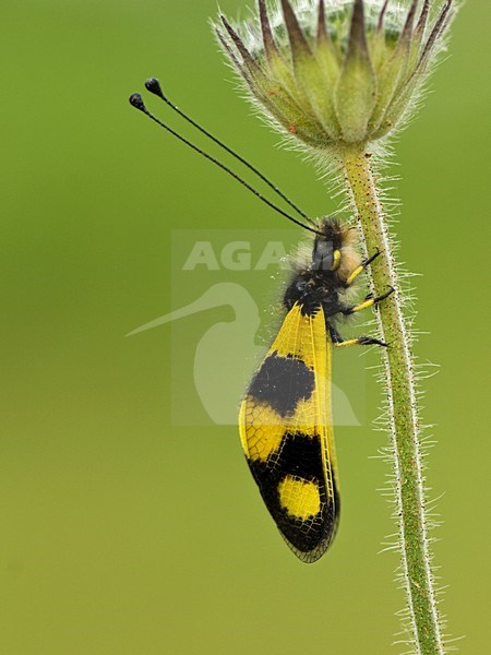 Vlinderhaft op bloem, Owlfly at flower stock-image by Agami/Wil Leurs,