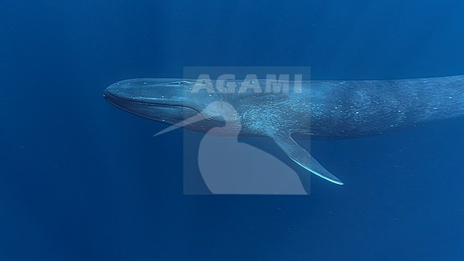 Blue Whale (Balaenoptera musculus ssp brevicauda) close-up, with eyes closed. stock-image by Agami/Lennart Verheuvel,