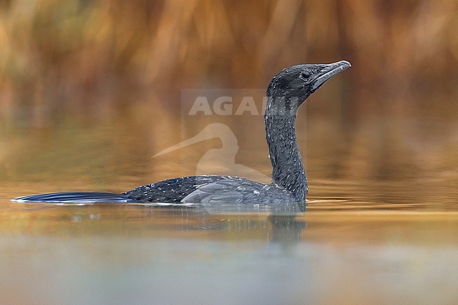 Swimming Pygmy Cormorant, Microcarbo pygmeus, on a lake in Italy. stock-image by Agami/Daniele Occhiato,