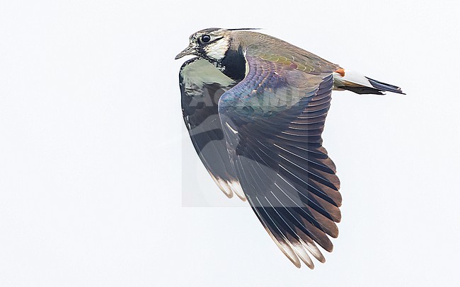 Northern Lapwing (Vanellus vanellus) in flight, showing upperwings. stock-image by Agami/Lennart Verheuvel,