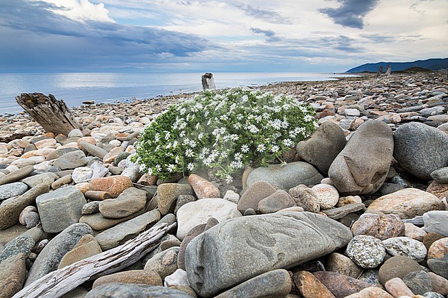 Shore of Lake Baikal, Russia (Irkutsk) stock-image by Agami/Ralph Martin,
