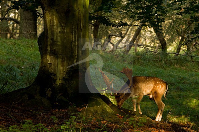 Damhert man, Fallow Deer male stock-image by Agami/Menno van Duijn,