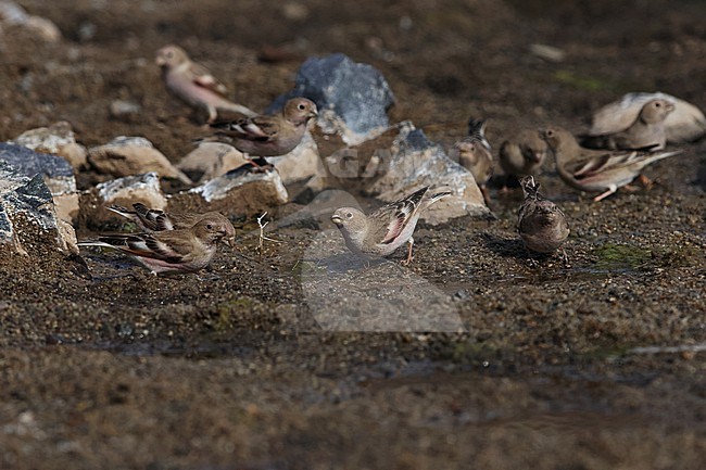 Adult Mongolian Finch (Bucanetes mongolicus) drinking at a small puddle stock-image by Agami/Mathias Putze,
