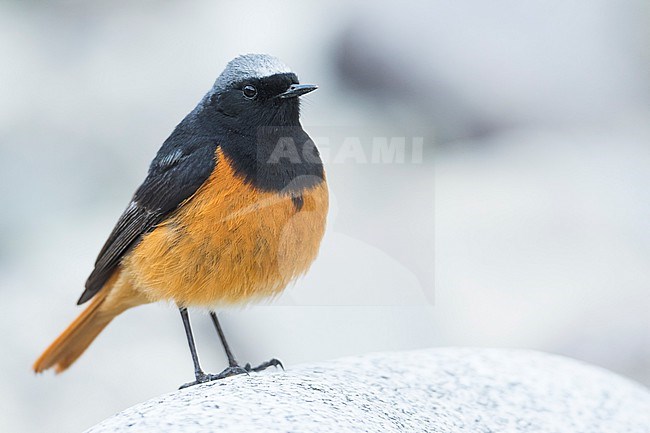 Adult male Eastern Black Redstart (Phoenicurus ochruros phoenicuroides) in Kyrgyzstan. Perched on a rock. stock-image by Agami/Ralph Martin,