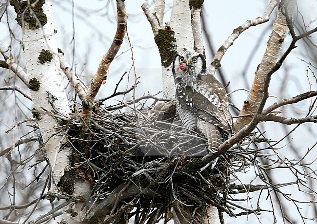 Sperweruil met prooi op nest; Northern Hawk Owl on nest with prey stock-image by Agami/Dick Forsman,