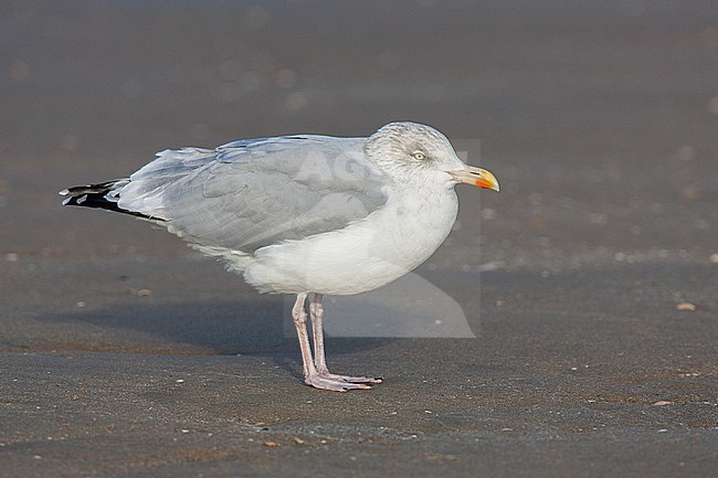 Zilvermeeuw staand op strand; Herring Gull standing at beach stock-image by Agami/Menno van Duijn,