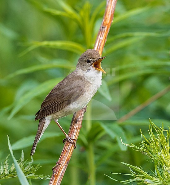 Male Blyth's Reed Warbler defending his territory, singing on a branch near Ekaterinburg. June 2016. stock-image by Agami/Vincent Legrand,