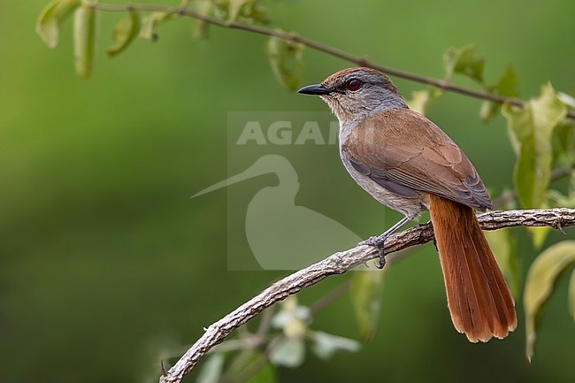 Rufous-tailed Palm Thrush (Cichladusa ruficauda) perched on a branch in Angola. stock-image by Agami/Dubi Shapiro,