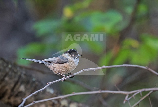 Black-browed Bushtit (Aegithalos bonvaloti) in Lijiang, China. stock-image by Agami/Pete Morris,