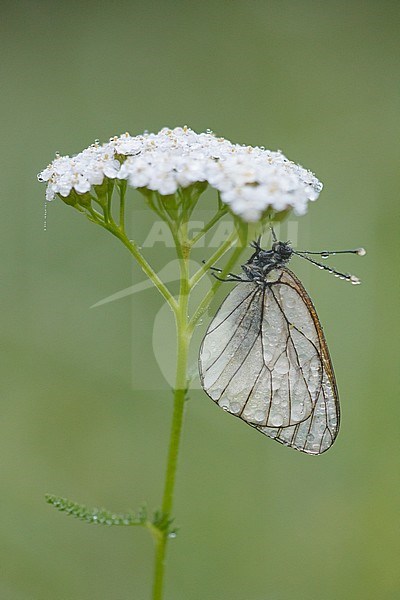 Black-veined White (Aporia crataegi) handing under small white flower in Mercantour in France. Isolated individual against natural colored background. stock-image by Agami/Iolente Navarro,