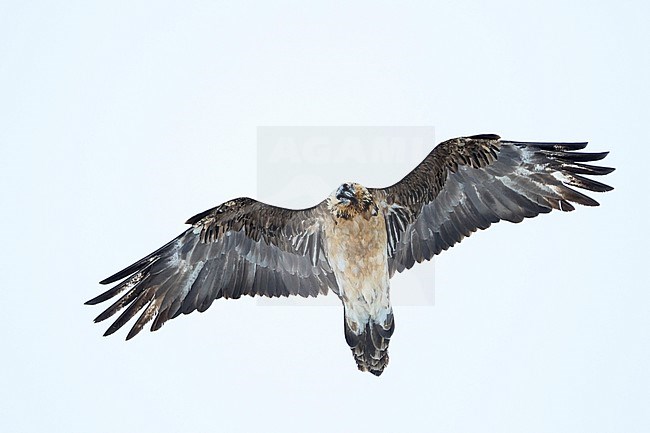 Lammergeier (Gypaetus barbatus barbatus) in Switzerland. Also known as Bearded Vulture. Presumably 5th cy plumage. stock-image by Agami/Ralph Martin,